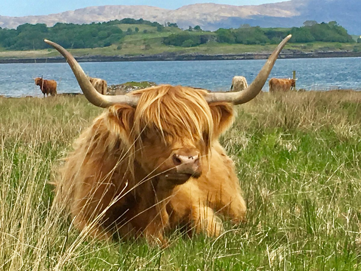CraigAMuir's tweet photo. @VisitScotland These traffic jams are just awful 😂 https://t.co/0oSYx3T0BG
