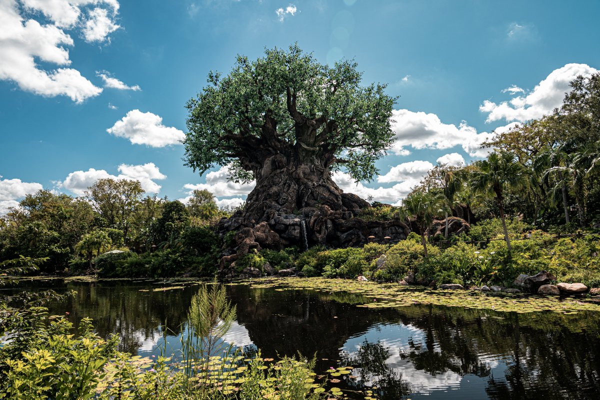 omj_56's tweet photo. Little @WaltDisneyWorld photo dump after editing all day lol. Such a fun trip!

 #WaltDisneyWorld #WaltDisneyWorld50 #MagicKingdom #StarWars #GalaxysEdge #AnimalKingdom #TreeOfLife https://t.co/1mnNOaSXPW
