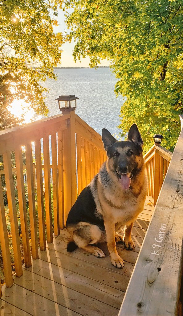 K9Garm tweet media