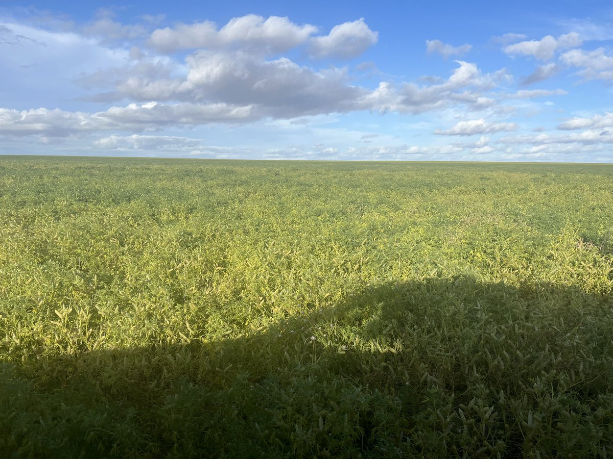 Dylan Hirsch tweet media