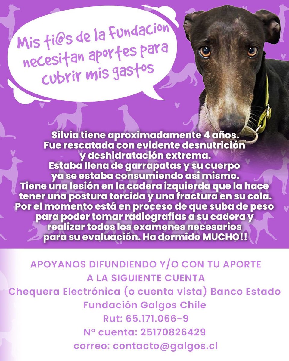 galgoschile's tweet photo. 📢BIENVENIDA SILVIA🫶🏼
Fuimos por ella, alertados por una voluntaria. Abandonada en #Pudahuel, trabajadores de una empresa la estaban alimentando.

⬇️#Aportes para su recuperación🙏
Banco Estado
CtaVista 25170826429
Fundación Galgos Chile
Rut 65171066-9
contacto@galgos.cl

#Chile https://t.co/c5gphXLPxy