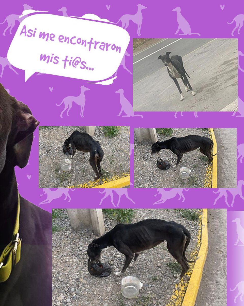 galgoschile's tweet photo. 📢BIENVENIDA SILVIA🫶🏼
Fuimos por ella, alertados por una voluntaria. Abandonada en #Pudahuel, trabajadores de una empresa la estaban alimentando.

⬇️#Aportes para su recuperación🙏
Banco Estado
CtaVista 25170826429
Fundación Galgos Chile
Rut 65171066-9
contacto@galgos.cl

#Chile https://t.co/c5gphXLPxy