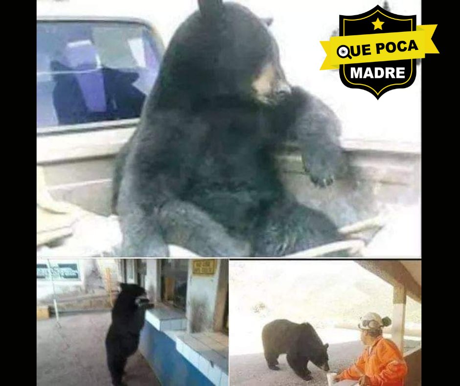 QuePocaMadreMex's tweet photo. TIERRA DE OSOS🐻

En los caminos de la #mina #LaEncantada, de #Torreón, #Coahuila, sigue apareciendo un #oso que es bien aceptado por los trabajadores y lugareños, hasta pide "ride" en el camino hacia la mina. https://t.co/RBkiIdg0A5