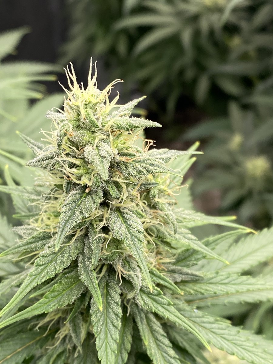 Blueberry from <a href="/SeedsmanSeeds/">Seedsman</a>! 42 days since flip!