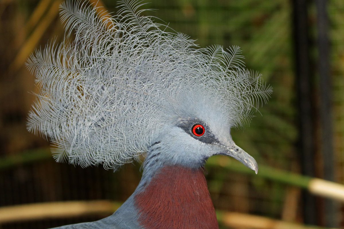 The zoo’s birds will temporarily move indoors out of an abundance of caution after Bird flu (HPAI) was recently discovered in the state. The bird house will be closed to the public.