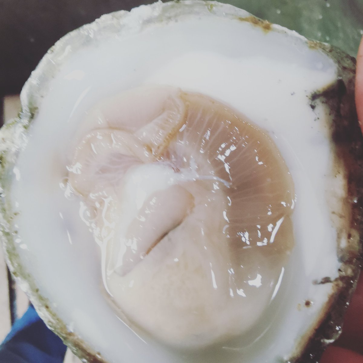 #Irish #Native #oysters growing in #Connemara