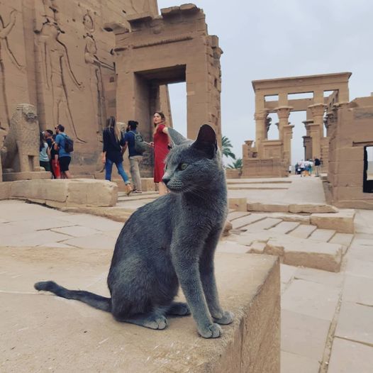 MC_Floh's tweet photo. @TheClassicalCo @GrecianGirly "The Temple Cats of Philae Island"
The #Philae #Temple at #Aswan/Egypt generally seems to be a popular place for all sorts of #cats to eat & leisure.
๐ฑ๐โโฌ๐
#Bastet #Hut-#Chenti #Nubia https://t.co/gvbBEV2cQ8