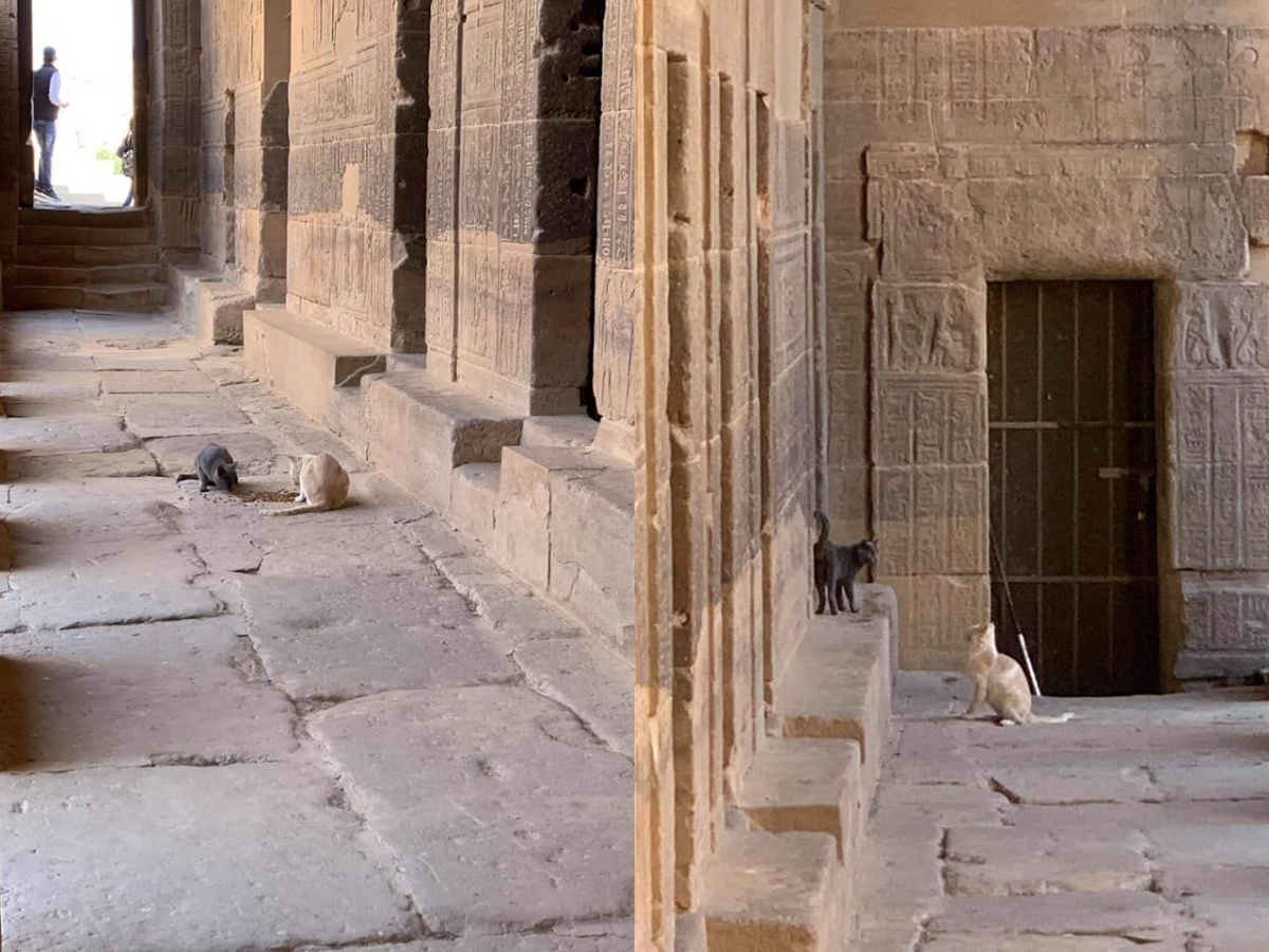 MC_Floh's tweet photo. @TheClassicalCo @GrecianGirly "The Temple Cats of Philae Island"
The #Philae #Temple at #Aswan/Egypt generally seems to be a popular place for all sorts of #cats to eat & leisure.
๐ฑ๐โโฌ๐
#Bastet #Hut-#Chenti #Nubia https://t.co/gvbBEV2cQ8