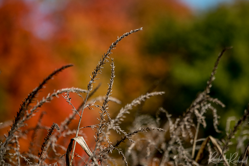 rachrichphoto's tweet photo. Fall colours are not hard to find this year, leaves are just a poppin! #fallcolours #colourfulfall #shareyourweather #AutumnVibes #autumnleaves #countrysidephotos #thephotohour #fallincanada #autumn
https://t.co/dn8F8RDL3M https://t.co/LmqvXCBL2B