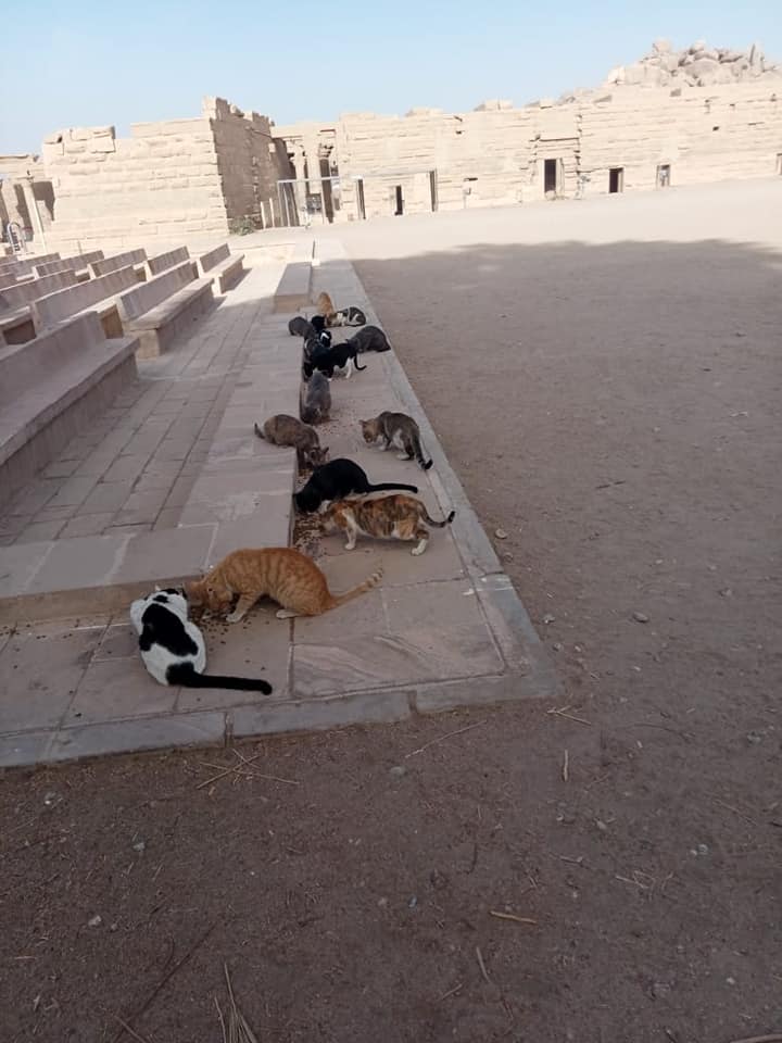 MC_Floh's tweet photo. "The Temple Cats of Philae Island"
The #Philae #Temple at #Aswan/Egypt generally seems to be a popular place for all sorts of #cats to eat & leisure.
๐ฑ๐โโฌ๐
#Bastet #Hut-#Chenti #Nubia https://t.co/Nk8Ow1gGpL