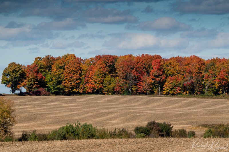 rachrichphoto's tweet photo. Fall colours are not hard to find this year, leaves are just a poppin! #fallcolours #colourfulfall #shareyourweather #AutumnVibes #autumnleaves #countrysidephotos #thephotohour #fallincanada #autumn
https://t.co/dn8F8RDL3M https://t.co/LmqvXCBL2B