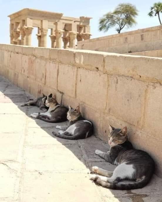 MC_Floh's tweet photo. "The Temple Cats of Philae Island"
The #Philae #Temple at #Aswan/Egypt generally seems to be a popular place for all sorts of #cats to eat & leisure.
๐ฑ๐โโฌ๐
#Bastet #Hut-#Chenti #Nubia https://t.co/Nk8Ow1gGpL