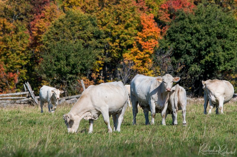 rachrichphoto's tweet photo. Fall colours are not hard to find this year, leaves are just a poppin! #fallcolours #colourfulfall #shareyourweather #AutumnVibes #autumnleaves #countrysidephotos #thephotohour #fallincanada #autumn
https://t.co/dn8F8RDL3M https://t.co/LmqvXCBL2B