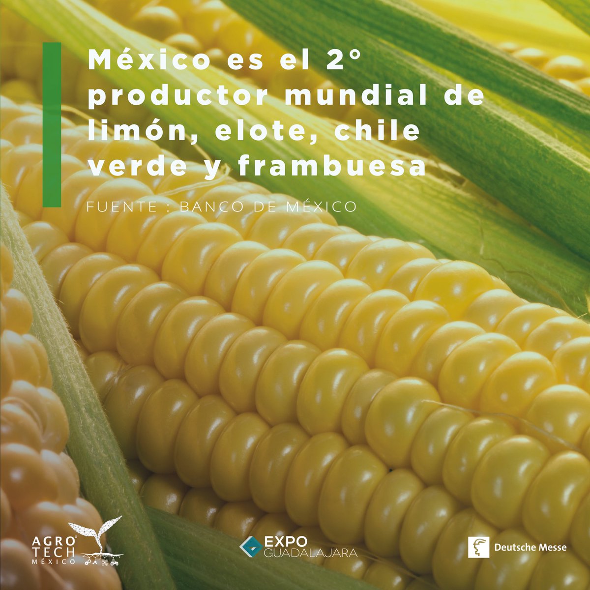 AgroTech_mx's tweet photo. 🌽 ¿Sabías que México es el segundo productor mundial de elotes?

🚜Conoce más sobre la industria
INGRESA A #AGROTECH23 
🔗 https://t.co/o30cXsSEjm https://t.co/IZCOQP7LrI