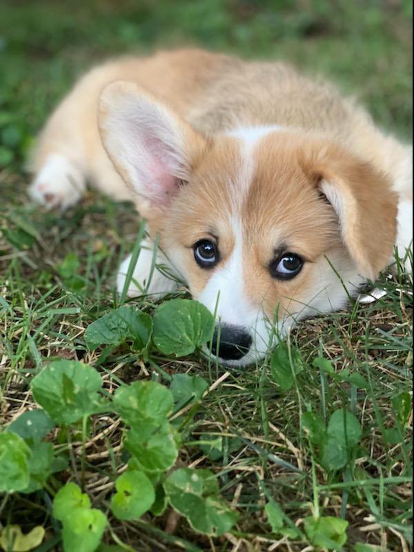 Very_Beby's tweet photo. @Vox_Akuma My mother’s friend had a photoshoot for her new corgi puppy recently! https://t.co/70ultimSOT