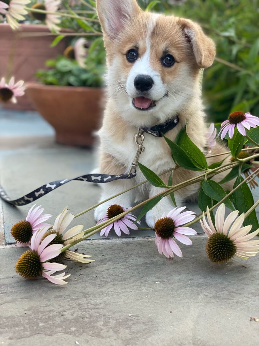 Very_Beby's tweet photo. @Vox_Akuma My mother’s friend had a photoshoot for her new corgi puppy recently! https://t.co/70ultimSOT