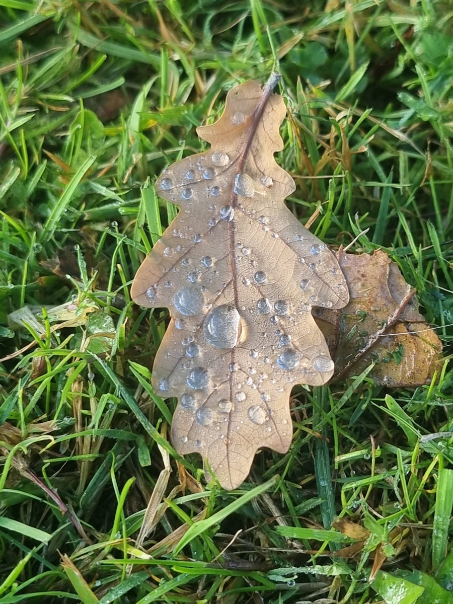 pug206chic's tweet photo. Autumn leaves and raindrops #hadtotakeapicture #AutumnVibes #leavesarefalling #myfavouriteseason https://t.co/jactrYSQdW