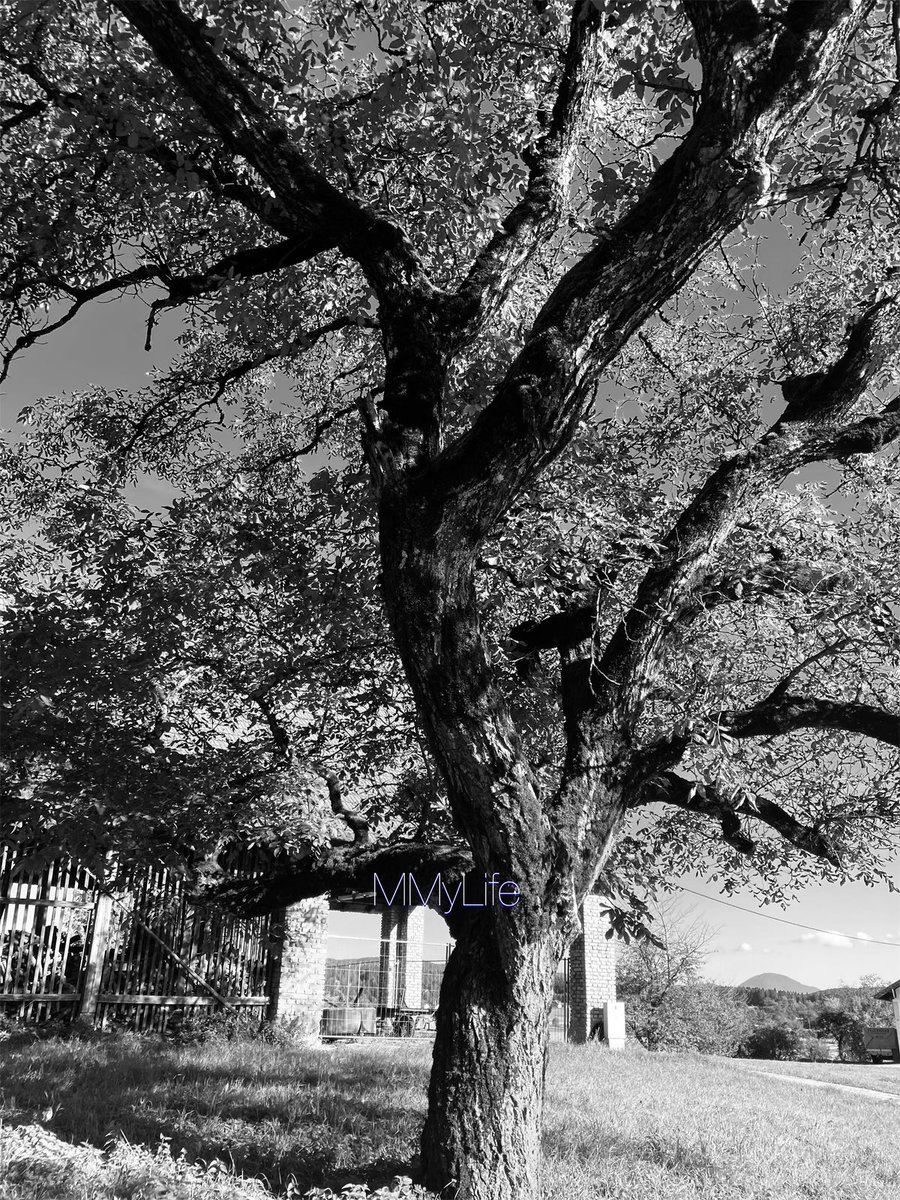 ManuelaMravlak's tweet photo. Endlessly beauty…🤍

#NaturePhotography 🇦🇹
#Tree #MyPowerTree 🌳
@StormHour @ThePhotoHour 
#Mondayvibes 

#GoodNightTwitterWorld 💫✨ https://t.co/Ud3l49vjy9