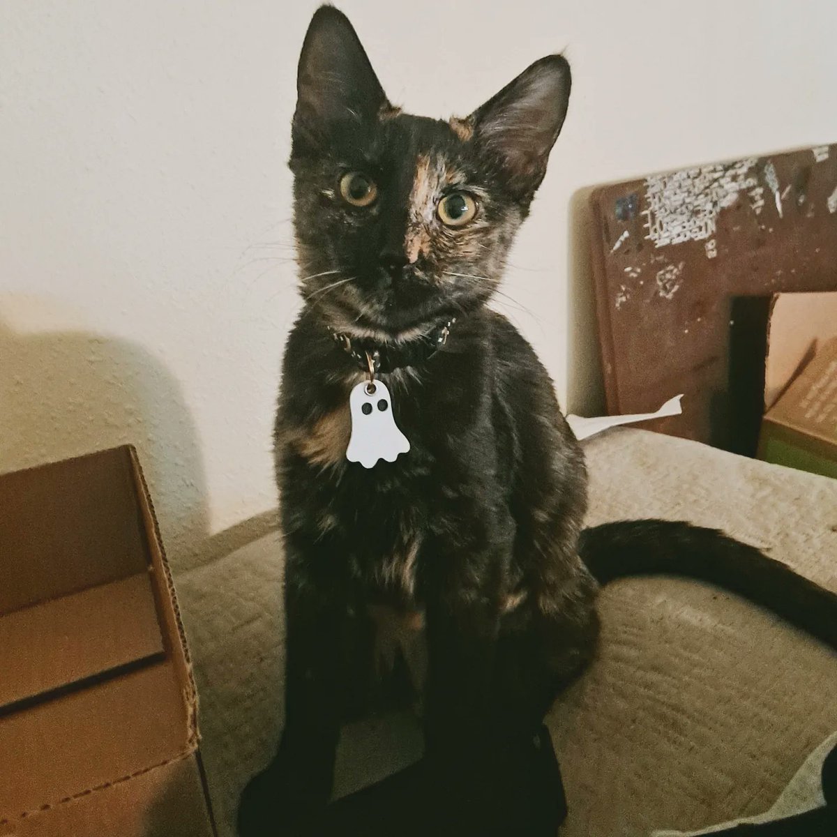 pissonacopcar's tweet photo. look at this lil bean with her new tag. (and it glows in the dark)
#OpalBean #cats #CatsRuleEverythingAroundMe #proudcatmom #ghost https://t.co/wJGeneFpih