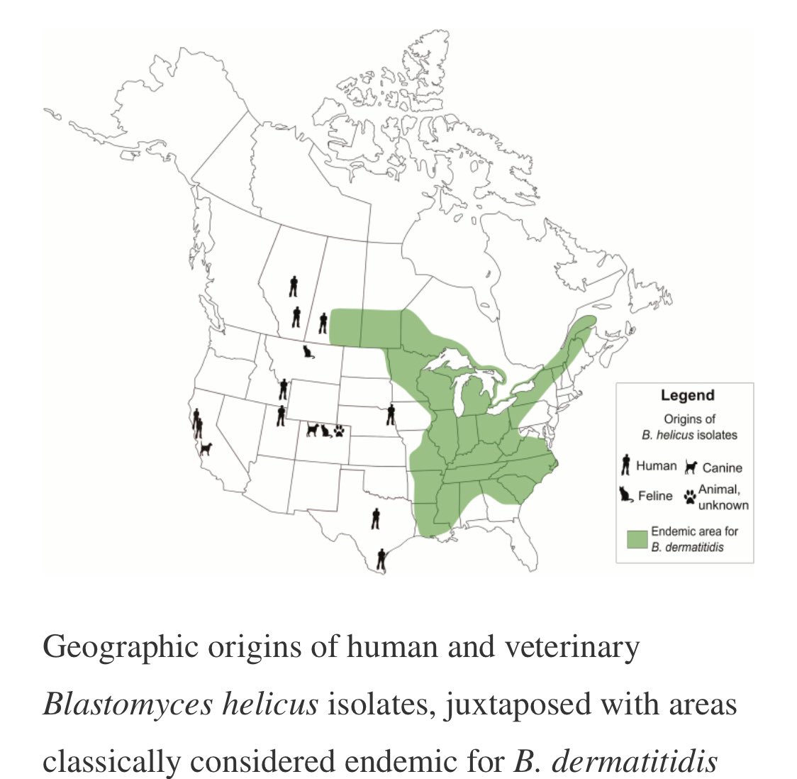 IUIDfellowship's tweet photo. # Blastomyces #helicus Ref https://t.co/E3fEDIc6gS @GermHunterMD https://t.co/cD0xuRtZ5s