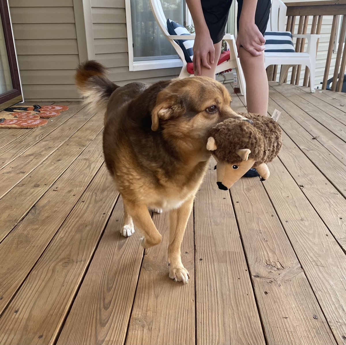 Brandi_NE's tweet photo. Somebody got a new stuffy and wants to take it everywhere. #DogsofTwitter #FatsyCline https://t.co/UYuZym0M48