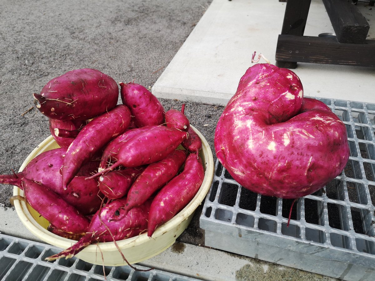 サツマイモ（シルクスイート）
一株からこんなに収穫できた🗿
焼き芋🍠が楽しみ!!