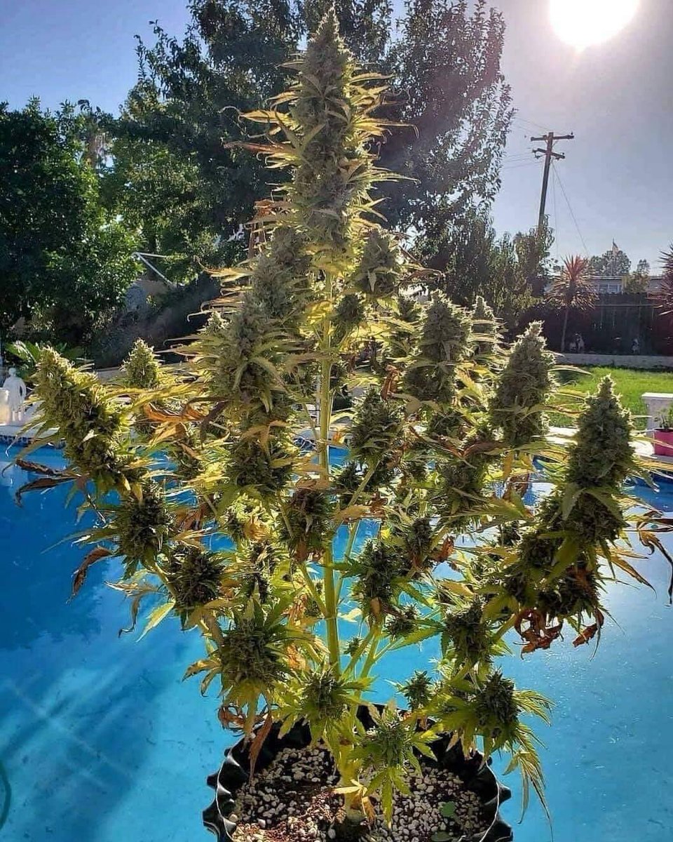 Clementine😍
👉🏻high420.shop