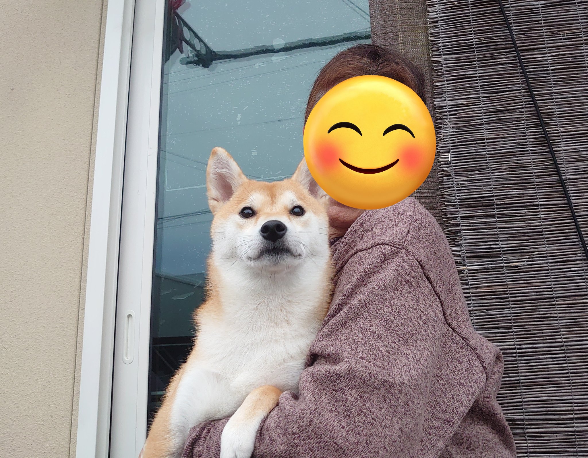 おばあちゃんと犬 Twitter Search Twitter