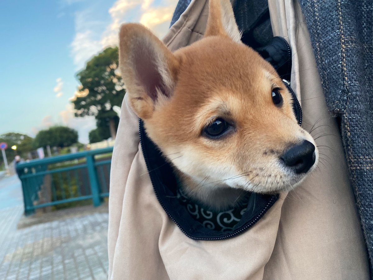 kawaiikinako5's tweet photo. おはキュ https://t.co/sDdsnIPLpv