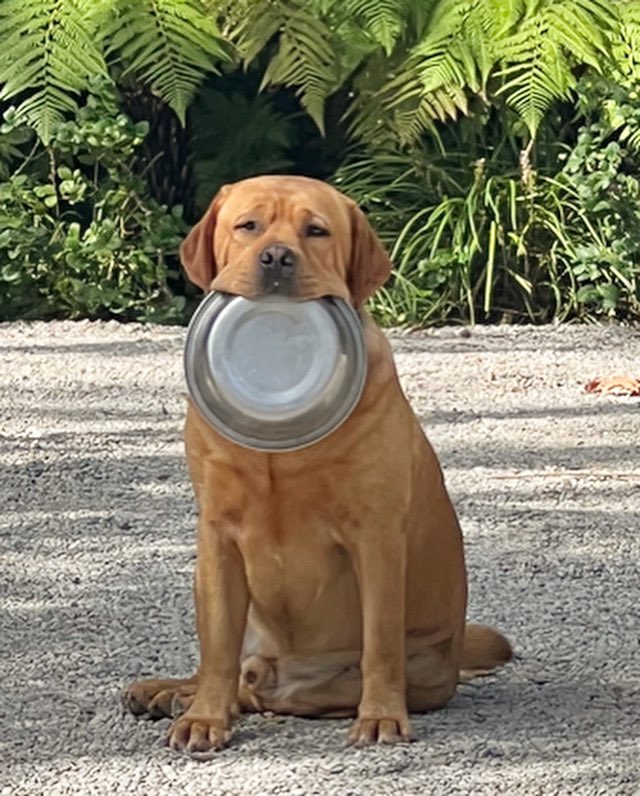 RealRomaDowney's tweet image. Red is thinking of dressing up as Oliver Twist for Halloween 🎃 #DogsOnTwitter #redlab