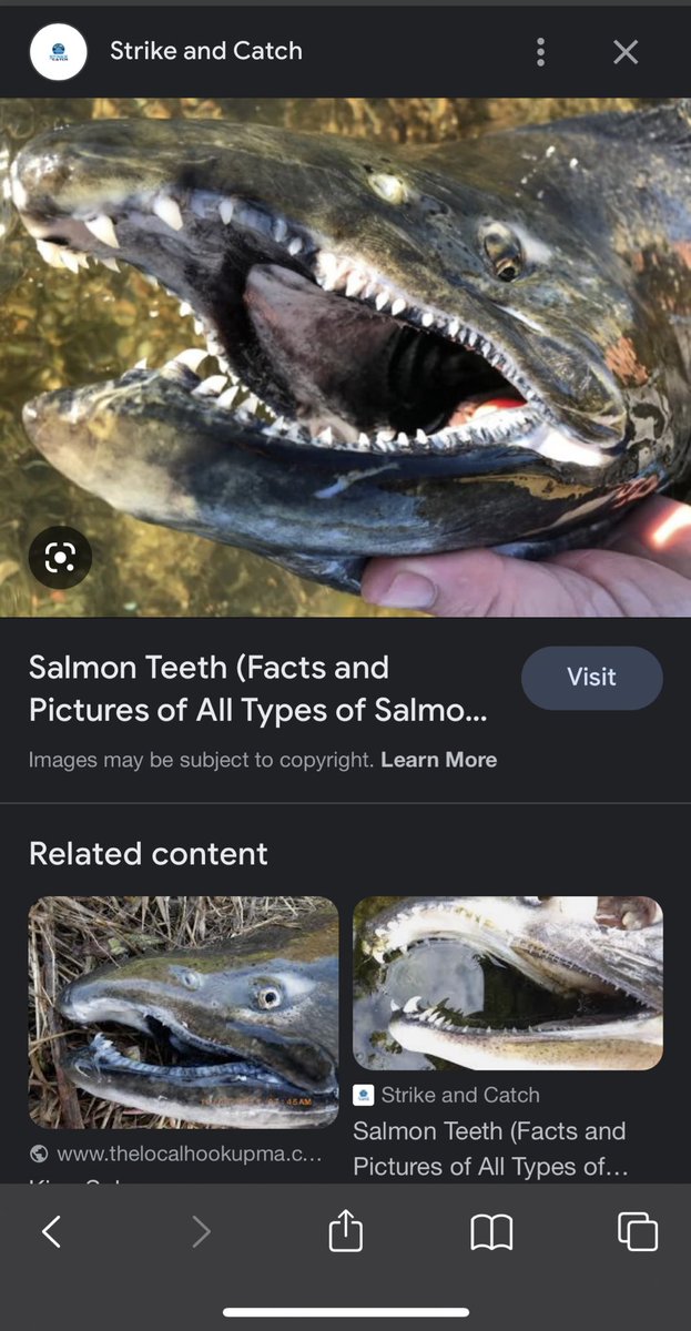 ShannMcCabe's tweet photo. I am UNWELL at how ugly and scary looking salmon are. Like I could have sworn my whole life they were depicted as cute fishies WRONG https://t.co/QnVmB6R7Fr