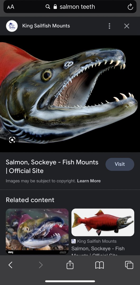 ShannMcCabe's tweet photo. I am UNWELL at how ugly and scary looking salmon are. Like I could have sworn my whole life they were depicted as cute fishies WRONG https://t.co/QnVmB6R7Fr