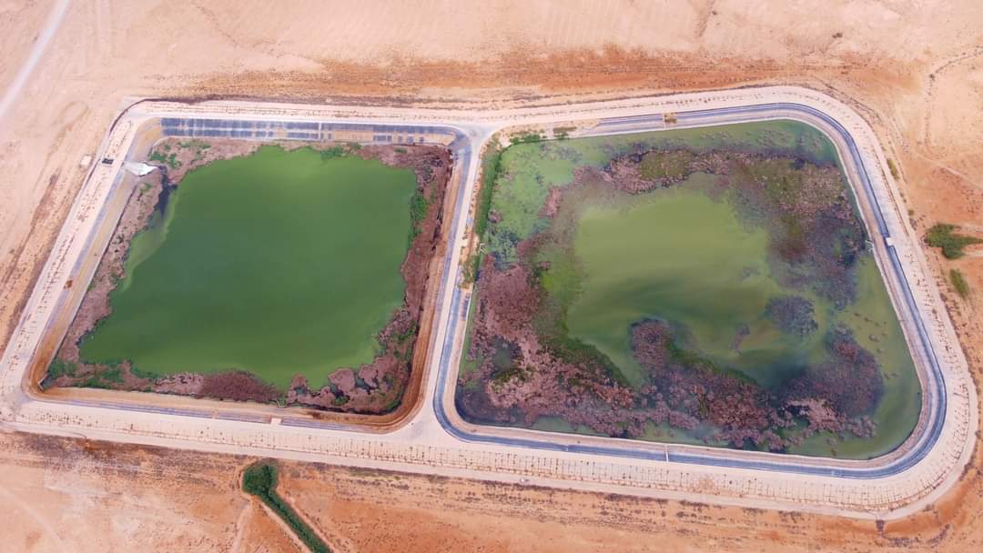 LOCN_ly's tweet photo. On the #World_Migratory_Bird_Day 8 October 2022 (the #Big_Day), we worked on a bird census in tow sites in Misurata, Wadi Sassou and Ejlood.
30 species of birds have been recorded. 
https://t.co/T6eAEEy5hL
#LOCN #LibyanBirding #globalbirding  #WorldMigratoryBirdDay #WMBD2022 https://t.co/kcyjZmHbtf