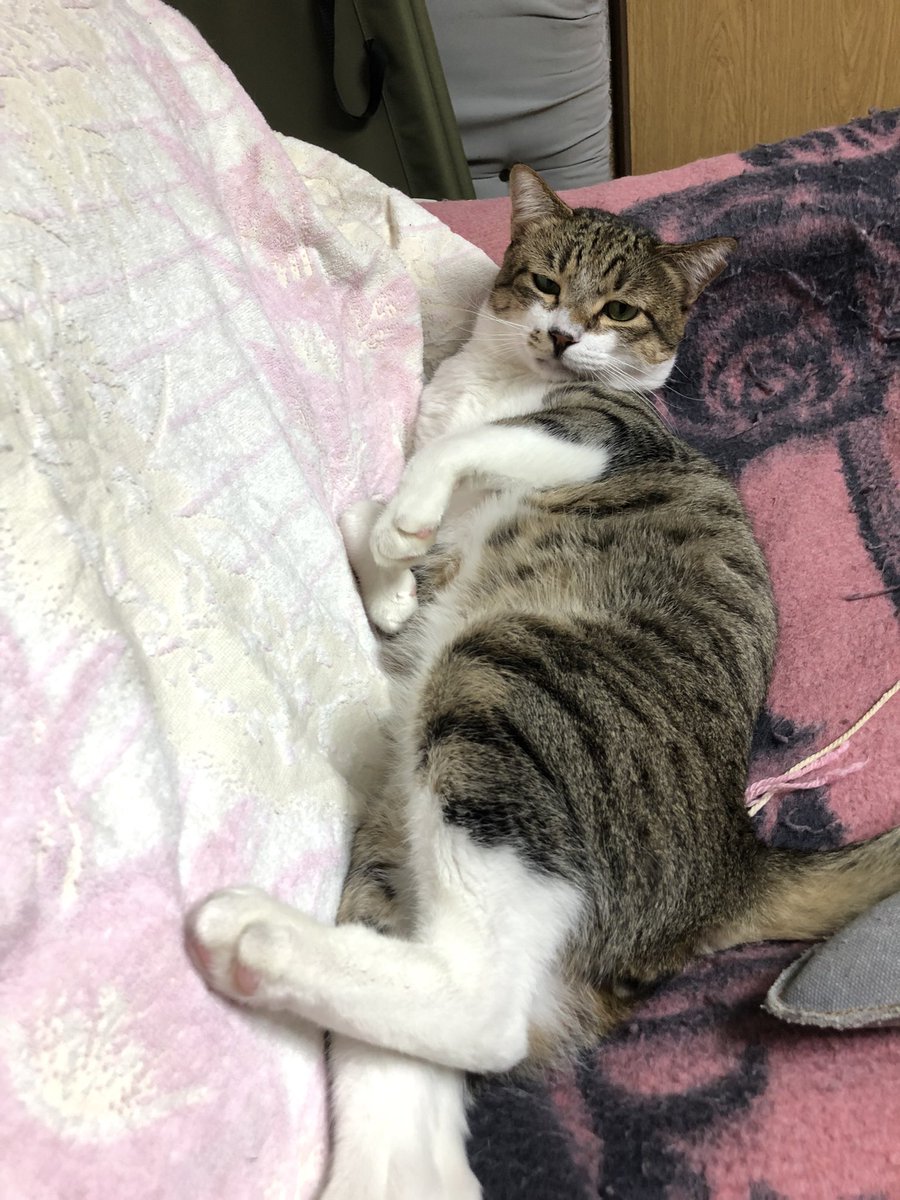 sultandenka's tweet photo. 保護から96日目
似てませんか
#猫 #ねこ #保護猫 #野良猫 #猫好き #猫がいる暮らし https://t.co/K0RtyiSdtD