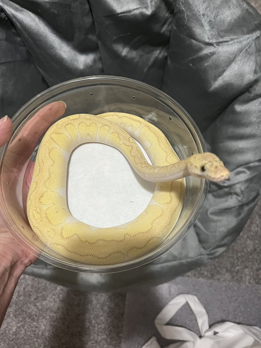 Amandaisout's tweet photo. This girl is morphtacular!
#BallPython #morph #NARBC #TinleyPark https://t.co/NKGhIttbrq