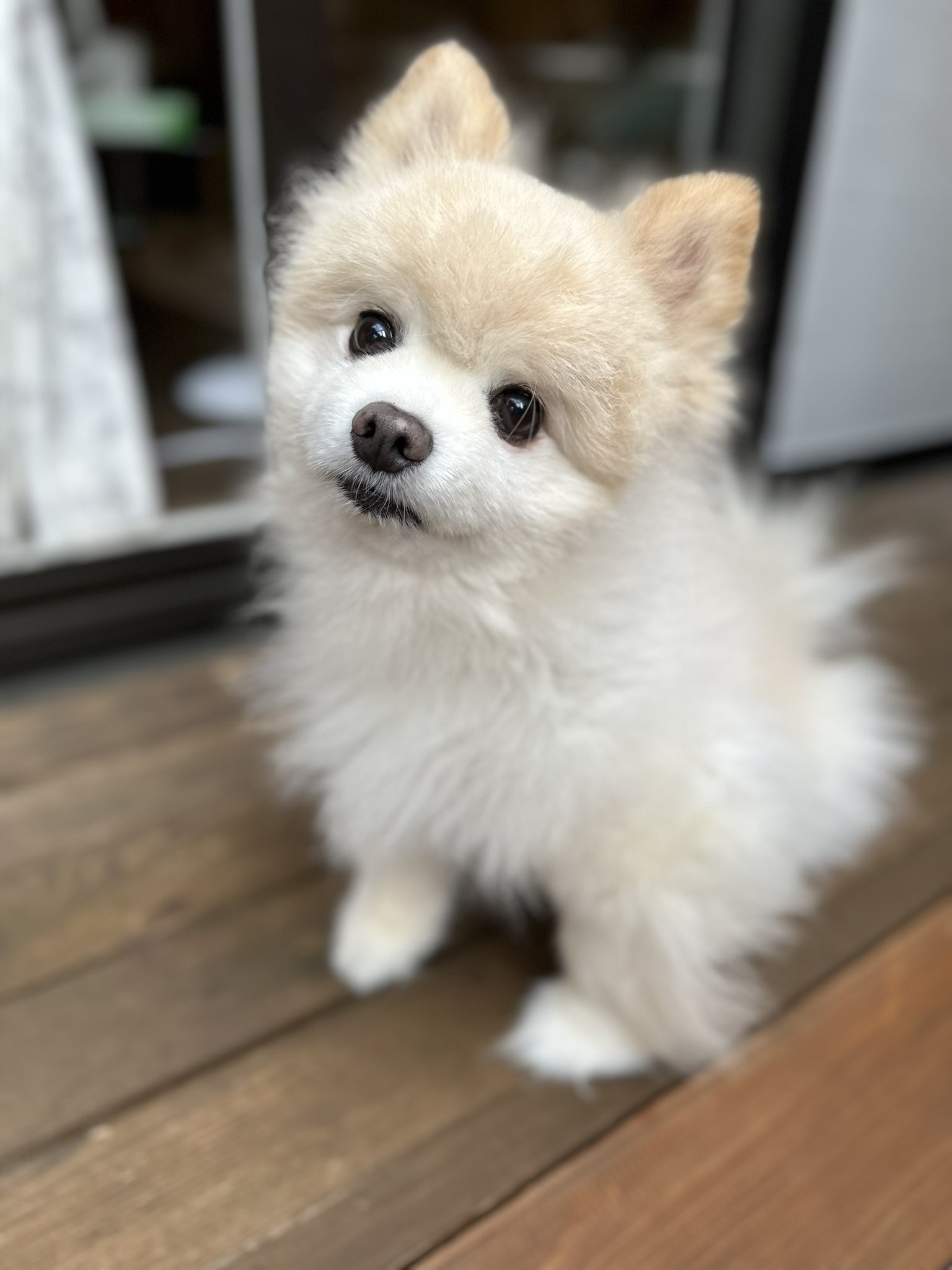 トーマ Toma1118suu Twitter