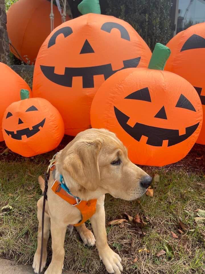 servicedogsva's tweet image. It's Halloween time and @UvaChamp was on the hunt for the perfect pumpkin. He found a few in his neighborhood, but is still looking for just the right one. Stay tuned for his choice! #servicedogsva #thegreatpumpkin #servicedogsintraining #yellowlabs #itshalloweentime #champuva