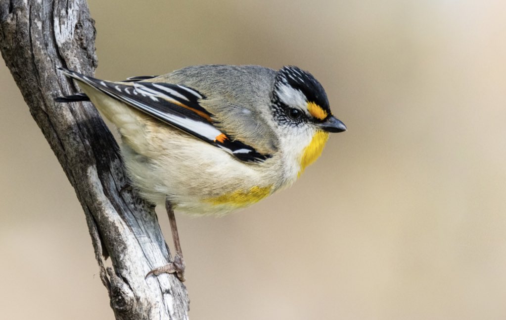 Striated Pardalote, very active this time of year, this pair had claimed a small hollow for a nest. #birds #NaturePhotography #TwitterNaturePhotography <a href="/Britnatureguide/">The British Nature Guide</a> #wildOz #birding