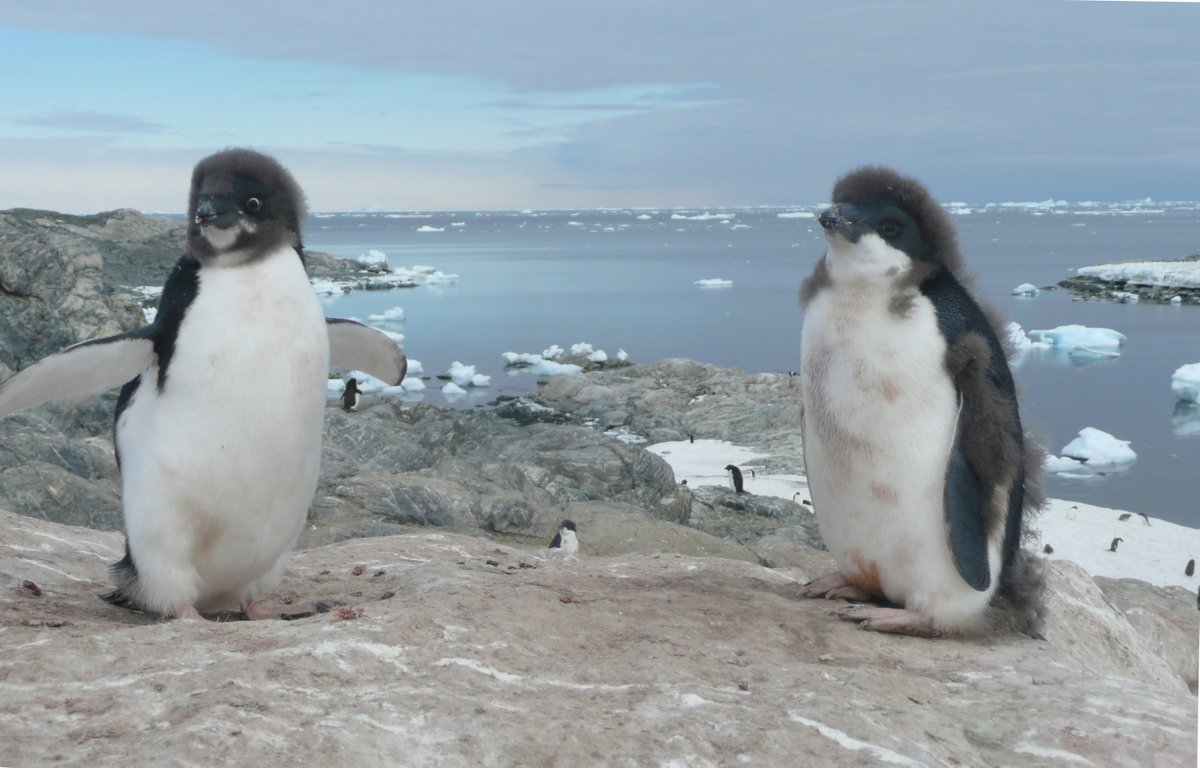 antarctica.gov.au (@ausantarctic) on Twitter photo Why would a #penguin population plummet by nearly half over a decade? There’s no single simple answer. <a href="/AusAntarctic/">antarctica.gov.au</a> seabird ecologists report on their long-term study of Adélies from east #Antarctica in <a href="/GlobalChangeBio/">Global Change Biology</a> today.
antarctica.gov.au/news/2022/dram…
📸L. Emmerson Why would a #penguin population plummet by nearly half over a decade? There’s no single simple answer. <a href="/AusAntarctic/">antarctica.gov.au</a> seabird ecologists report on their long-term study of Adélies from east #Antarctica in <a href="/GlobalChangeBio/">Global Change Biology</a> today.
antarctica.gov.au/news/2022/dram…
📸L. Emmerson