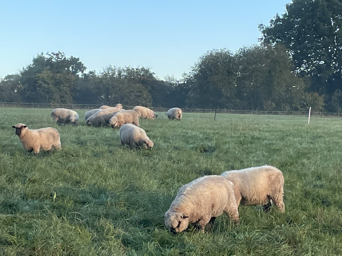 PowerLaurence's tweet photo. Lambs are doing well on the Autumn grass https://t.co/jZuzlYhAfL