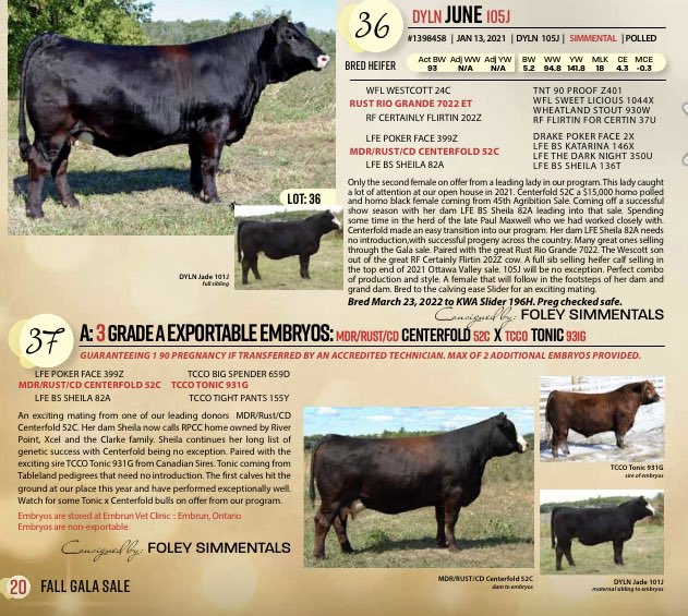 Dylan Foley tweet media