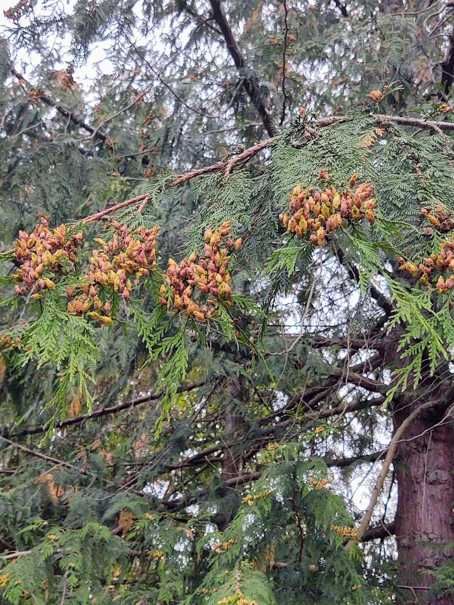 rebecca_lodell's tweet photo. This is why I'm sneezing so much. 🤧 #CedarPollen #Coupeville #WhidbeyIsland #WashingtonState #ThePhotoHour #TwitterNatureCommunity @keeper_of_books @JeffySeahawk @DonKTeigen @friends_trees @farmerdarrell @amyontwitt @mathilebrandts @MysticCindi @WhidbeyTom428 https://t.co/qZoKTcdFXu