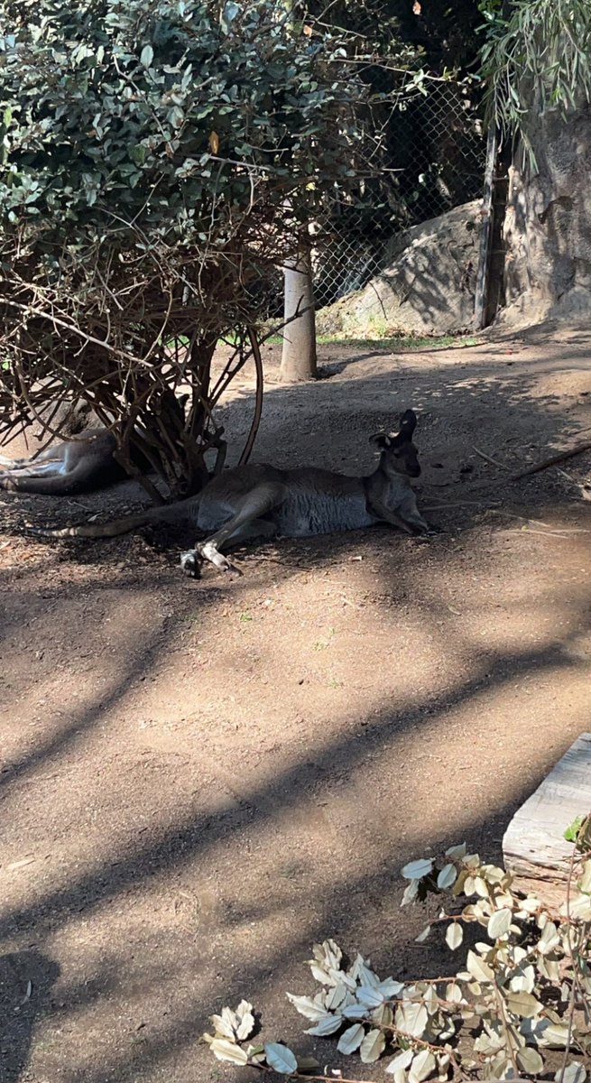 Just_Formidable's tweet image. Well it’s the last day in San Diego and I have to say I’ve had the absolute most fun I’ve ever had, nothing compares to this group of friends and I wouldn’t trade them for the world