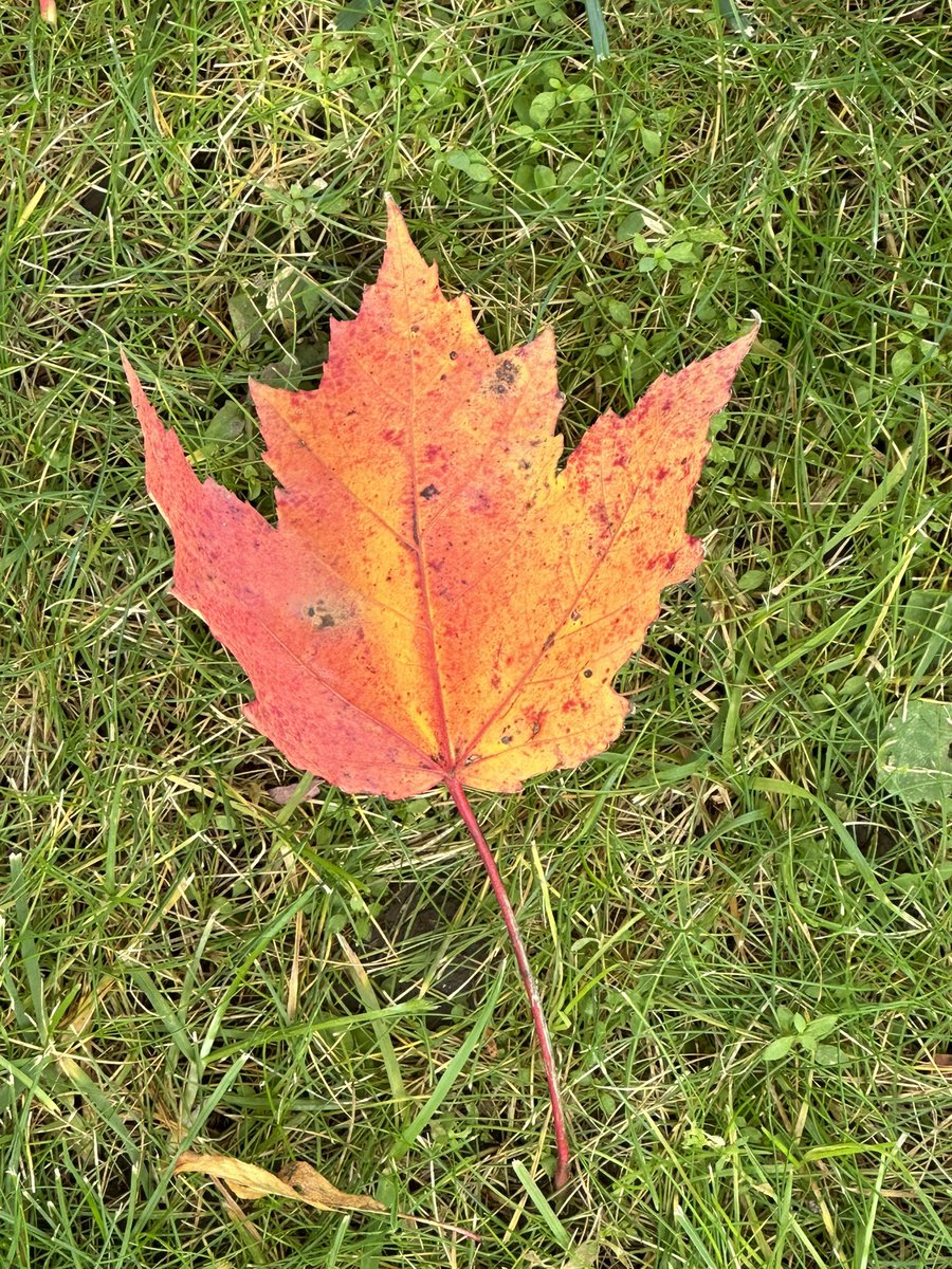 klmarks323's tweet photo. Made some homemade hot apple cider with a *pinch* of bourbon. #amazing #fall #vermont https://t.co/8AsMMrLNwR