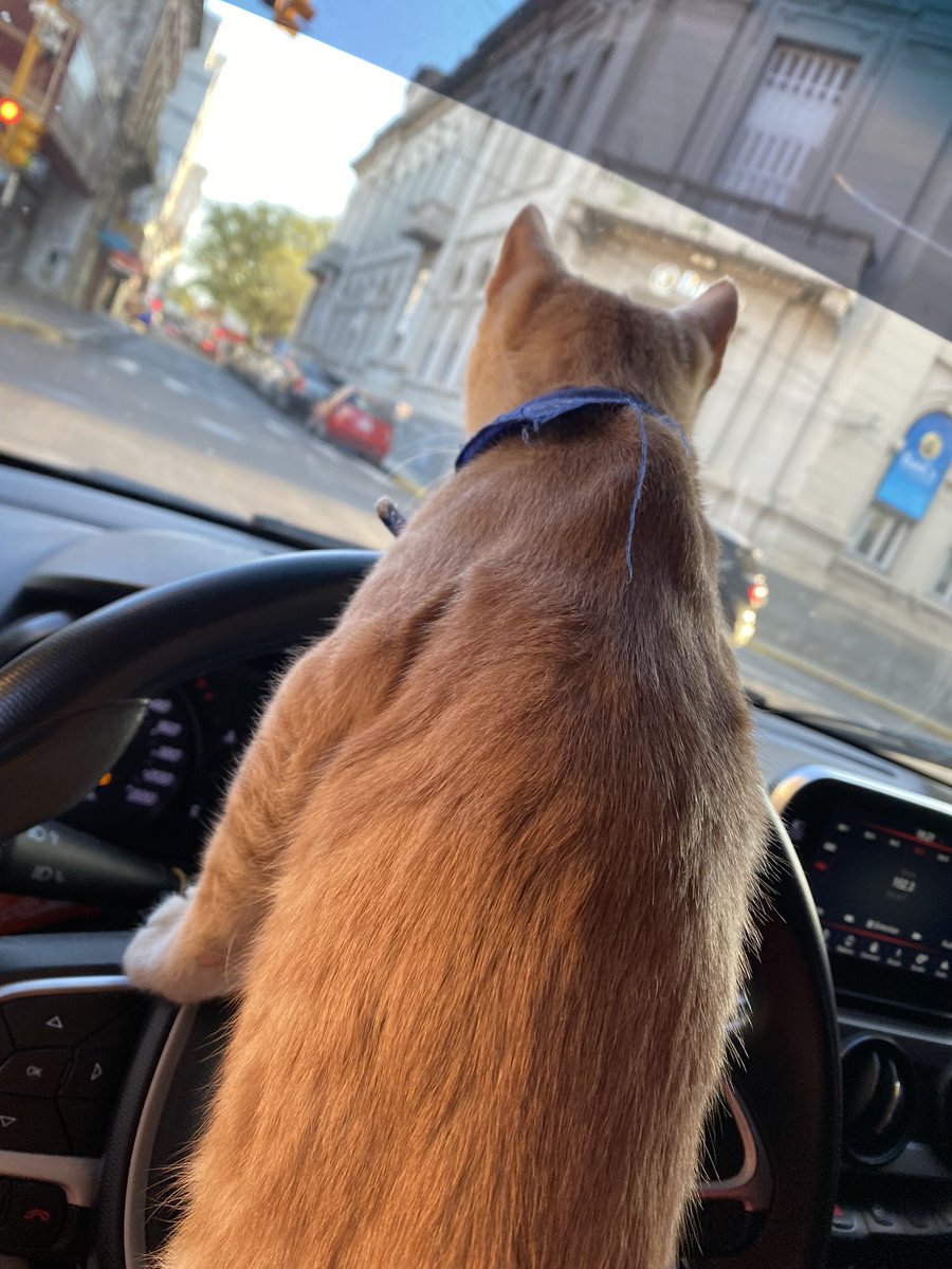 tinlosss's tweet photo. 1_ miro que no venga nadie
2_ aviso que voy a doblar porq no me anda el guiño
3_ que estaba haciendo? Me distrajera
4_ cierto estaba manejando vuelvo al laburo https://t.co/wNXZnKKFIG