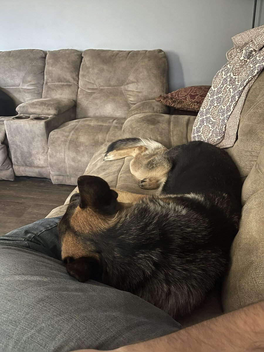 DaughertyDerek1's tweet photo. Update, he was a good boy https://t.co/AGSGO39KHS