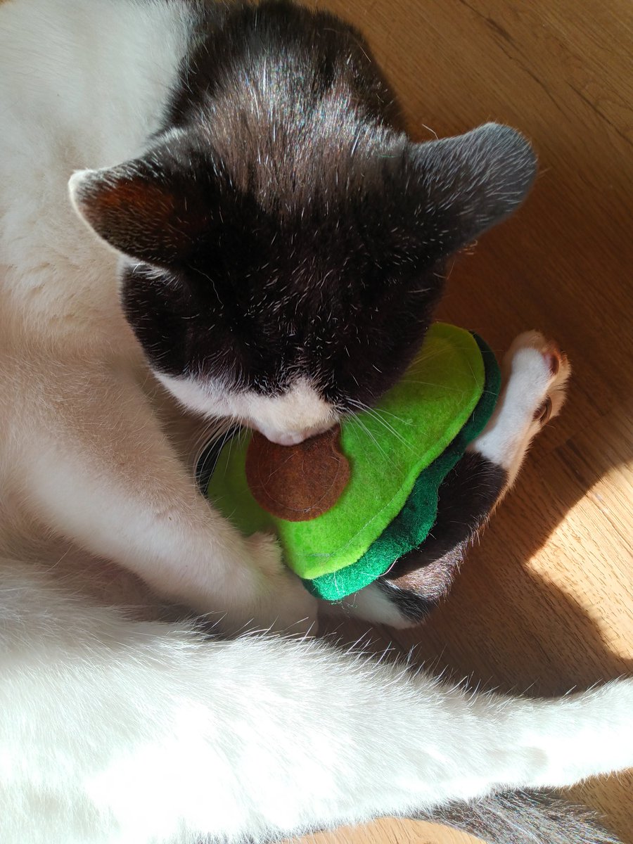 cookiesinheaven's tweet photo. Best investment from #AvoFest in #Carpinteria
#CatnipCrazy #Catnip https://t.co/ZFOgQaXKmq