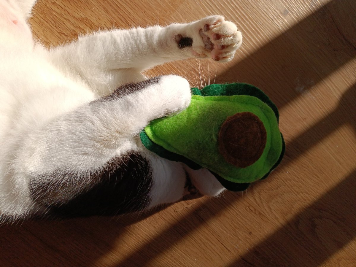 cookiesinheaven's tweet photo. Best investment from #AvoFest in #Carpinteria
#CatnipCrazy #Catnip https://t.co/ZFOgQaXKmq