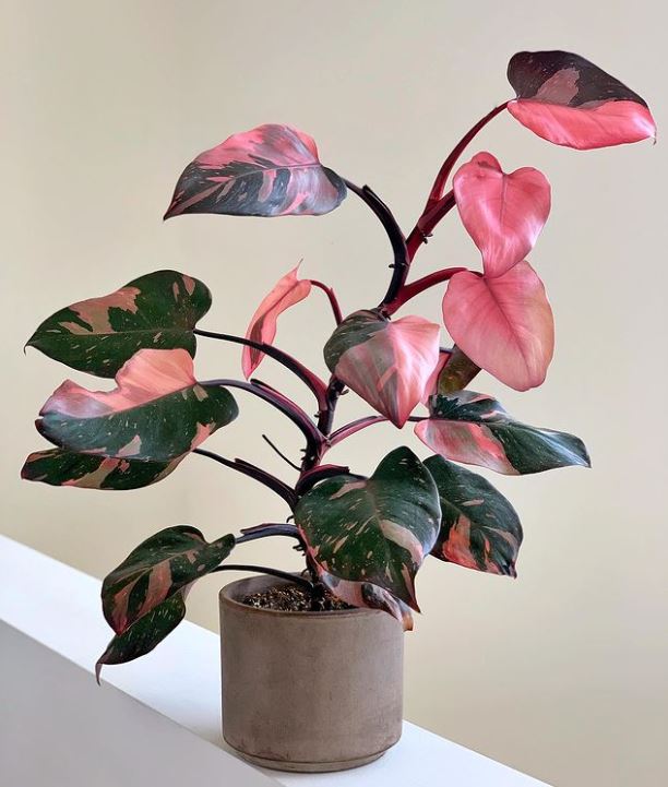 HobbyistPlant's tweet photo. The lovely Philodendron Pink Princess 🌿 https://t.co/TocNAwLRSx