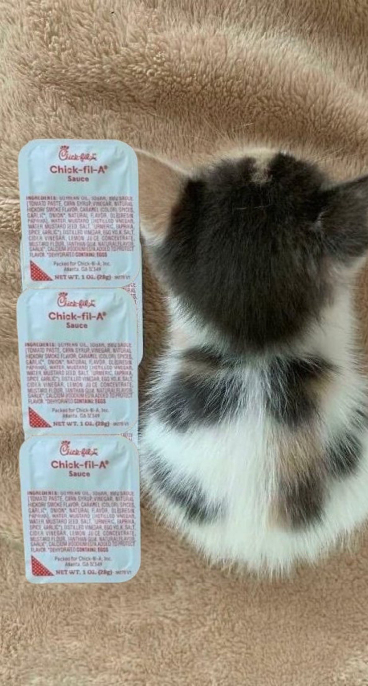 Cake 🇺🇸 on Twitter "SocksIroned DontShowYourCat https//t.co